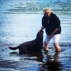 Bild från Kohagen av @ua_ginger - Brun blöt labrador tar sig ett dopp! 