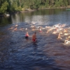 Bild av @lingonberget - Göteborgssimmet 1 km i Delsjön kl. 14.30. 