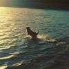 Bild från Saxtorpssjöarna av @lord_linus - #dog#sunset#swim#happy#thisthelife#novascotianducktollingretriever#red#cute#wonderful#adorable#aquadoggy#mybestfriend