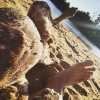 Bild från Saxtorpssjöarna av @johanmede - Barfota. Om naturen själv får välja... #vivobarefootse #matasummer #fötter #tass #sand #strand #fågelhund #braquefrancais #chillaxar #efterjobbet