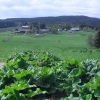 Utsikt över rabarberodlingen och gården.