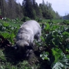 Igenom att lufta rötterna - helt ekologiskt, växer rabarbern bättre ;) Tarja, gårdens hund, hjälper gärna till!