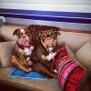 Bild av @bleieninja - To of our furchildren were not impressed when they realized we were packing up the car to leave... 