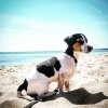 Bild av @fru_gotha - Charlie njuter på hundbadet i Yngsjö. #österlen #jackrussel #semester #harligahund #hundsommar