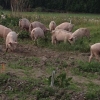 Grissläpp på Farmor Elsas. Kom o handla något gott o titta på våra grisar som nu bökar runt utanför bageriet. 
Idag fredag har jag vete o rågsurdegslimpor, baguetter o kanelbullar. Öppet 12-18. 
Imorgon lördag café med goda smörgåsar med vår nyrökta skink