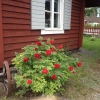 Midsommaröppet 11-17