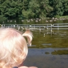 Bild från Gyllebosjön av @smedstorpsfonsterab - Skönt att vara pappaledig!  #bada #pappasälskling #pappaledig #gyllebosjön #kanadagäss #sol #sommar #skönt