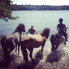 Bild från Gyllebosjön av @evaanniekiki - Let's go in!@swimwithhorse