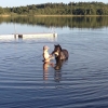 Bild av @lyroc - Taking Lyrik for a swim ❤️ With practice and trust in me, he is no longer afraid of water 