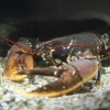 Hummer [Homarus gammarus]
Det första du möter när du går in i West Coast är vår hushummer Evert. Han är världens härligaste hummer. Från Danmark och cirka 25 år – dock är han relativt ung då humrar kan bli minst 60 år (exakt hur gammal en hummer kan bli 