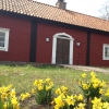 Kom och upplev blomserprakten på våren när de 2000 vårlökarna slår ut i blom!