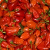 Först ska dom rökas,torkas,hackas,malas,kokas,jäsas,silas
först då blir det ....Hemgjord Ghost chili Tabasco