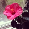 Vår hibiskus har slagit ut, snart är det vår ... :)