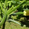 Zucchini, squash eller courgette? Kärt barn har många namn. Hos oss verkar den i vilket fall trivas rätt bra. Grönsakssvarven går just nu på högvarv när många vill prova nudlar i rå form. Från trädgården hämtar vi även spenat och mangold än så länge, och 