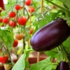 Några evighetslånga veckor med sol satte fart på växthuset trots sen sådd. Nu kan vi äntligen skörda egna tomater och kanske dyker det snart upp en och annan aubergine eller paprika på menyn.