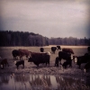 Samling vid vattenhålet på Mässvik säteri!