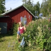 Så här ståtliga kan riddarsporrarna bli i fjällnära områden i Jämtland. Som jämförelse kan sägas att Nisse mäter 182 cm över backen.