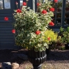 Slagregn och hård vind till trots står Wilhelm Langguth och blommar för fullt utanför Niklasdams pelargonmuseum. Skönt att nattfrosten håller sig borta åtminstone några veckor till.