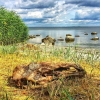 Bild från stranden @Hörvik av @bikewatch2000 - Dinosaur ?
#loves_sweden #landscape #fotofanatics #österjön #baltic #blekinge #blekingeunderbaravatten #skyporn #cloudporn #ig_europe #ig_sweden #ic_landscape #IG_Exquisite #ig_countryside #igscandinavia #ig_