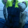 Måndagens lite otrevliga väder bjöd på trevligt fiske.
Idag Tisdag serveras färsk fisk.