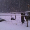 Snön faller!...:-)