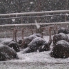 Snön faller...igen...;-)