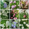 Flowers from the garden , part 1