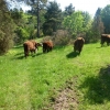 NATURBETESKÖTT
Nu kan vi åter igen förmedla nötkött från Emma Nyblom och Anders Carlsson på gården Högås Hogane på Bokenäset i Bohuslän. Köttet kommer från rasen Hereford. Djuren har under sommaren gått på naturbete bl.a på Lilla Bornö i Gullmaren. På vin