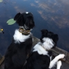 Bild av @emblaandeddie - @kypesjön #ilovemybordercolliesfromheretothemoonandback #bordercolliesofinstagram #instadogs #swedishphotos #bordercolliesofinstagram #instadogs #BTsommar #dogsofinstaworld