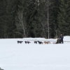 ..andra halvan åker hundspann.