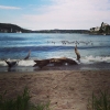 Bild från Käppala Beachen av @csigabcsi - #käppala #like #lidingö #lidingöstad #sweden #svédország #sverige #mik #followme #in_hun #ikozosseg #instafoto #instalike #instasweden #instalidingö #animal #djur #sommar #summer #nyár #strand #part #tenger #havet