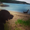 Bild från Käppala Beachen av @csigabcsi - #hund #dog #dogworld #beautiful #instalidingö #in_hun #ikozosseg #instafoto #instagram #instalike #instasweden #käppala #lidingö #like #lidingöstad #followme #mik #djur #animal #kutya #ella #havet #sea #tenger #ta
