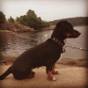 Bild från Käppala Beachen av @csigabcsi - #käppala #käppalabeach #like #lidingö #lidingöstad #sweden #svédország #sverige #hund #in_hun #ikozosseg #instafoto #instalike #instalidingö #instasweden #swan #svan #hattyú #tacskó #dog #djur #dogs #dogsworld #an