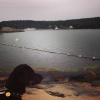 Bild från Käppala Beachen av @csigabcsi - #käppala #käppalabeach #like #lidingö #lidingöstad #sweden #svédország #sverige #hund #in_hun #ikozosseg #instafoto #instalike #instalidingö #instasweden #swan #svan #hattyú #tacskó #dog #djur #dogs #dogsworld #an