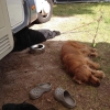 Bild av @anette.joensson - Vi kan koppla av också - ibland ;)
#campinglivettröttarutoss