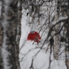 Foto: Robert Bagge
Blåsjöns Fjällanläggning 2012