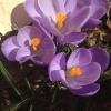 Fina Vårblommor!
