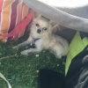 Bild av @jennyfuentespizarro - Praktiskt med liten hund, myser i sitt lilla skugg-