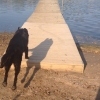 Bild från Ljungbadet av @ankih1978 - Tanten älskar lika mycket att bada nu som liten ❤️#flatterhaft #flatcoatedretriever#lovemydog