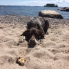 Bild från Snäcken, Långvind av @brolinmaria - Rufus på stranden