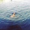 Bild från Magelungen av @hello.my.name.is.thor - #swiming #magelungen #americanpitbullterrier #animallovers #babydog #bluelake #countryside #dogoftheday #freshness #forest #greatday #happydog #jiujitsu #lake #muscle #nature #original #proud #pitbull #play