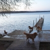 Bild av @tollersoflinda - Having a long weekend at our breeder. The other night we took a long walk, me, @tollertails @martinaoneandonly and @agildes70 , and 9 tollers where they all got to swim and play around. _______________________ #novascotiaducktoll