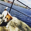 Bild från Långholmens Hundbad av @gthyni - Äntligen sol och bad för Tiason #jackrussellterrier #jrt #långholmen
