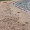 Bild från Maltesholmsbadet av @wixzan - Lycklig vovve på stranden igår ❤️