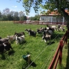 Nu laddar vi inför sommaren! Från och med imorgon 29/5 kör vi sommartider här på kivarp dvs  Torsdag-Söndag 11-18! ( juni-augusti)
Hjärtligt välkomna!