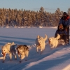 Dogsledge lunch tour in Campalta