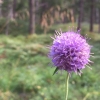Bild från Ängsjö Friluftsgård av @scan_pack - Probably the best view in town! #forest #flower #friluft #friluftsliv #stäket #ängsjöfriluftsområde #igstockholm