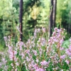 Bild från Ängsjö Friluftsgård av @scan_pack - Good evening from Stockholm #friluftsliv #friluft #ängsjöfriluftsområde #forest #skogen #visitstockholm