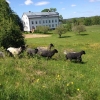 Nu har de första sommargästerna flyttat in i ekparkshagen. Gör som fåren boka sommarens äventyr på Wallby.