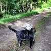 Behövs det ny energi? Gör som Elsa (hund) och Rasmus (katt), ta en skogspromenad.